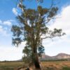dreamstime_xs_euc-camaldulensis-239x360 river red gum essential oil 2