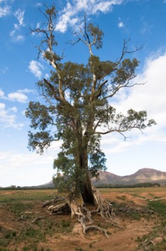 dreamstime_xs_euc-camaldulensis-239x360 river red gum essential oil 2