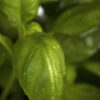 dreamstime_xs_17005976SweetBasil-213x300 sweet basil essential oil