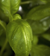 dreamstime_xs_17005976SweetBasil-213x300 sweet basil essential oil
