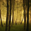dreamstime_xs_31274825BirchGrove-200x300 sweet birch essential oil 2