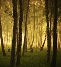 dreamstime_xs_31274825BirchGrove-200x300 sweet birch essential oil 2