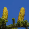 dreamstime_xs_35334435AbiesCone templin essential oil