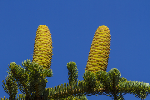 dreamstime_xs_35334435AbiesCone templin essential oil
