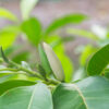 dreamstime_xs_58404455ChampaLeaf white champa leaf essential oil 2