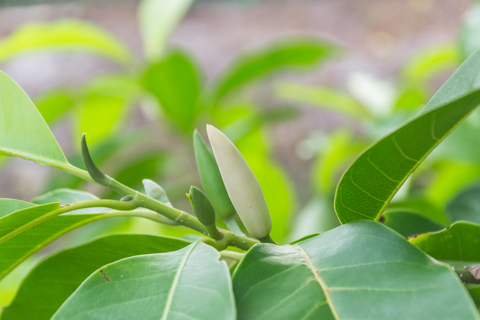 dreamstime_xs_58404455ChampaLeaf white champa leaf essential oil 2
