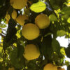 dreamstime_xs_29309138WGrapefruit white grapefruit essential oil 2