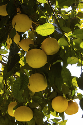 white grapefruit essential oil 2