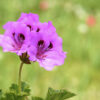 geranium essential oil 2