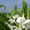 dreamstime_xs_23958119GingerLily-400x267 ginger lily co2 extract 2