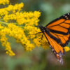 goldenrod essential oil2