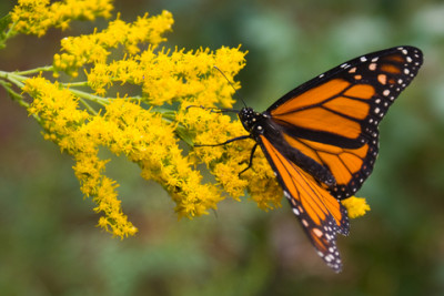 dreamstime_xs_27133718Goldenrod-400x267 goldenrod essential oil2