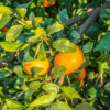 dreamstime_xs_50508677HoneyTangerine honey tangerine essential oil