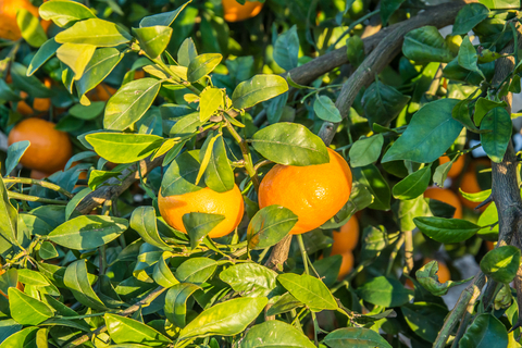 dreamstime_xs_50508677HoneyTangerine honey tangerine essential oil