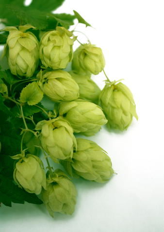dreamstime_xs_41323320Hops hops co2 extract essential oils
