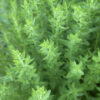 dreamstime_xs_57026353HyssopDecumbens hyssop decumbens essential oil 2