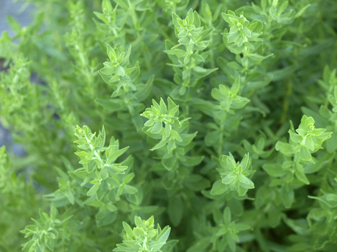 dreamstime_xs_57026353HyssopDecumbens hyssop decumbens essential oil 2