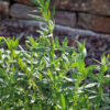 dreamstime_xs_57993786Hyssop hyssop essential oil 2