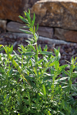 hyssop essential oil 2