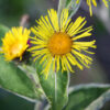 dreamstime_xs_12700262Inula inula essential oil 2