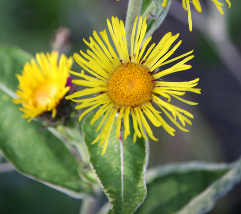 inula essential oil 2