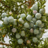 dreamstime_xs_53882069JuniperBerries juniper berry co2 extract 2
