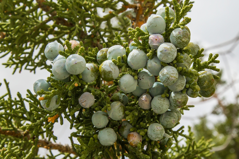dreamstime_xs_53882069JuniperBerries juniper berry co2 extract 2
