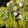 dreamstime_xs_34224203WildJuniper juniper essential oil 2