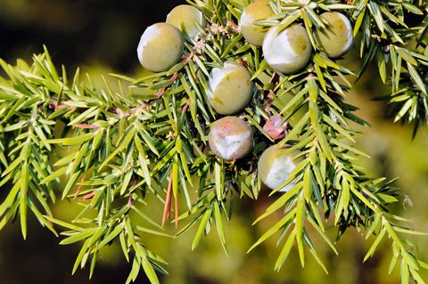 dreamstime_xs_34224203WildJuniper juniper essential oil 2