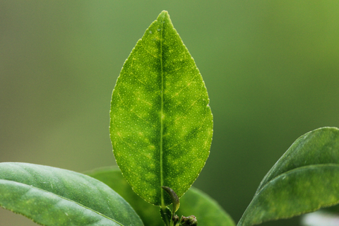 lemon petitgrain essential oil 3