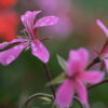 dreamstime-xs-26597475-Pelargonium-roseum rose geranium essential oil 2