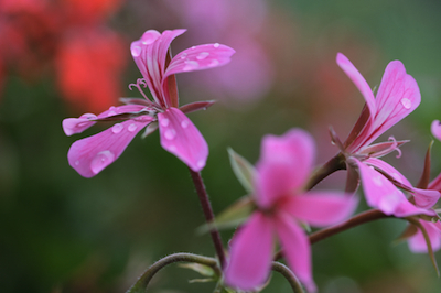 dreamstime-xs-26597475-Pelargonium-roseum rose geranium essential oil 2