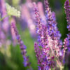 dreamstime_xs_42118085WildLavender wild french lavender essential oil 2