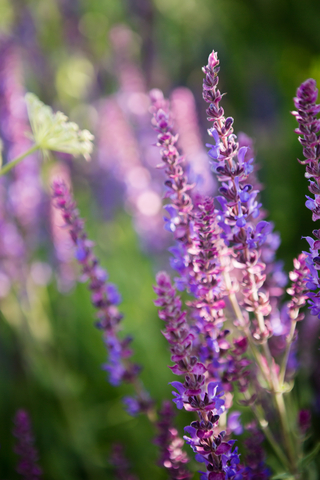 dreamstime_xs_42118085WildLavender wild french lavender essential oil 2