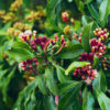 Clove tree Lawang-Essential-Oil
