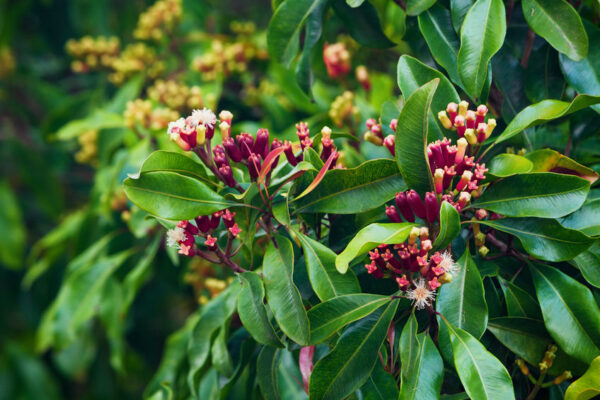 Clove tree Lawang-Essential-Oil