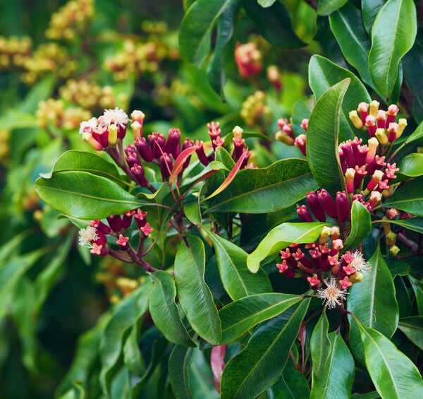 Clove tree Lawang-Essential-Oil