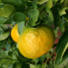 dreamstime_xs_16636806BitterOrange-270x360 bitter orange essential oil 2