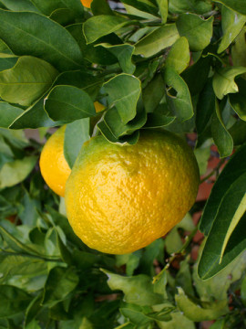 dreamstime_xs_16636806BitterOrange-270x360 bitter orange essential oil 2