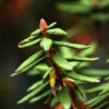 labrador tea essential oil 2