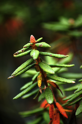 dreamstime_xs_2179297LabradorTea labrador tea essential oil 2