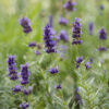 lavender bulgarian essential oil 2