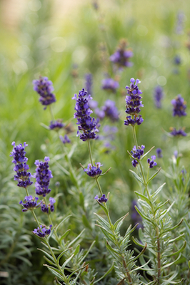 dreamstime_xs_25487522BulgLav lavender bulgarian essential oil 2
