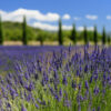 lavender fine essential oil 2