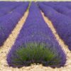 dreamstime_xs_lav-maillette-320x360 lavender Maillette essential oil 2