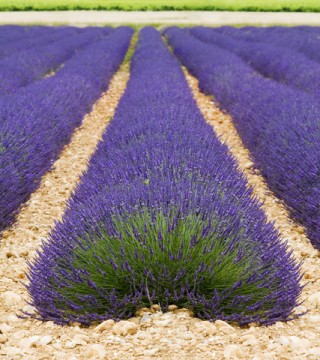 dreamstime_xs_lav-maillette-320x360 lavender Maillette essential oil 2