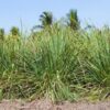 dreamstime_xs_30978381Lemongrass lemongrass essential oil 2