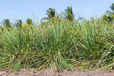 lemongrass essential oil 2