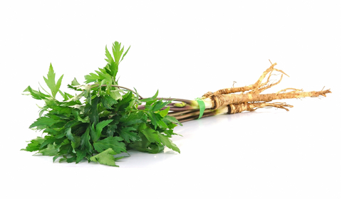 lovage essential oil 2