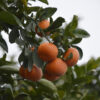 mandarin petitgrain essential oil 2